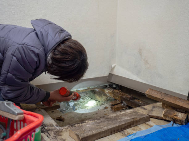 Best Attic Mold Removal  in Hibbing, MN