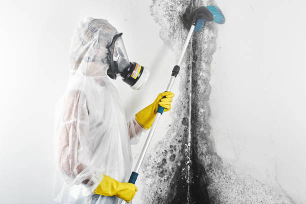 Best Forensic Mold Investigation  in Hibbing, MN